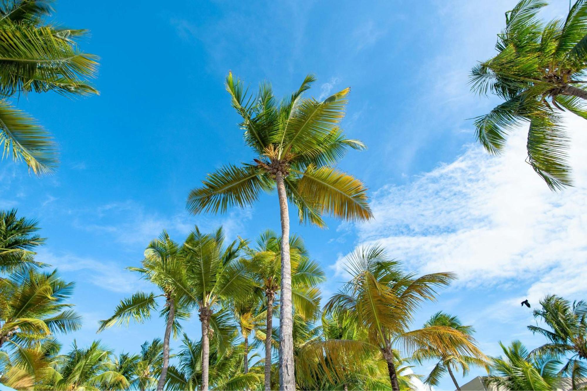 Courtyard By Marriott Isla Resort