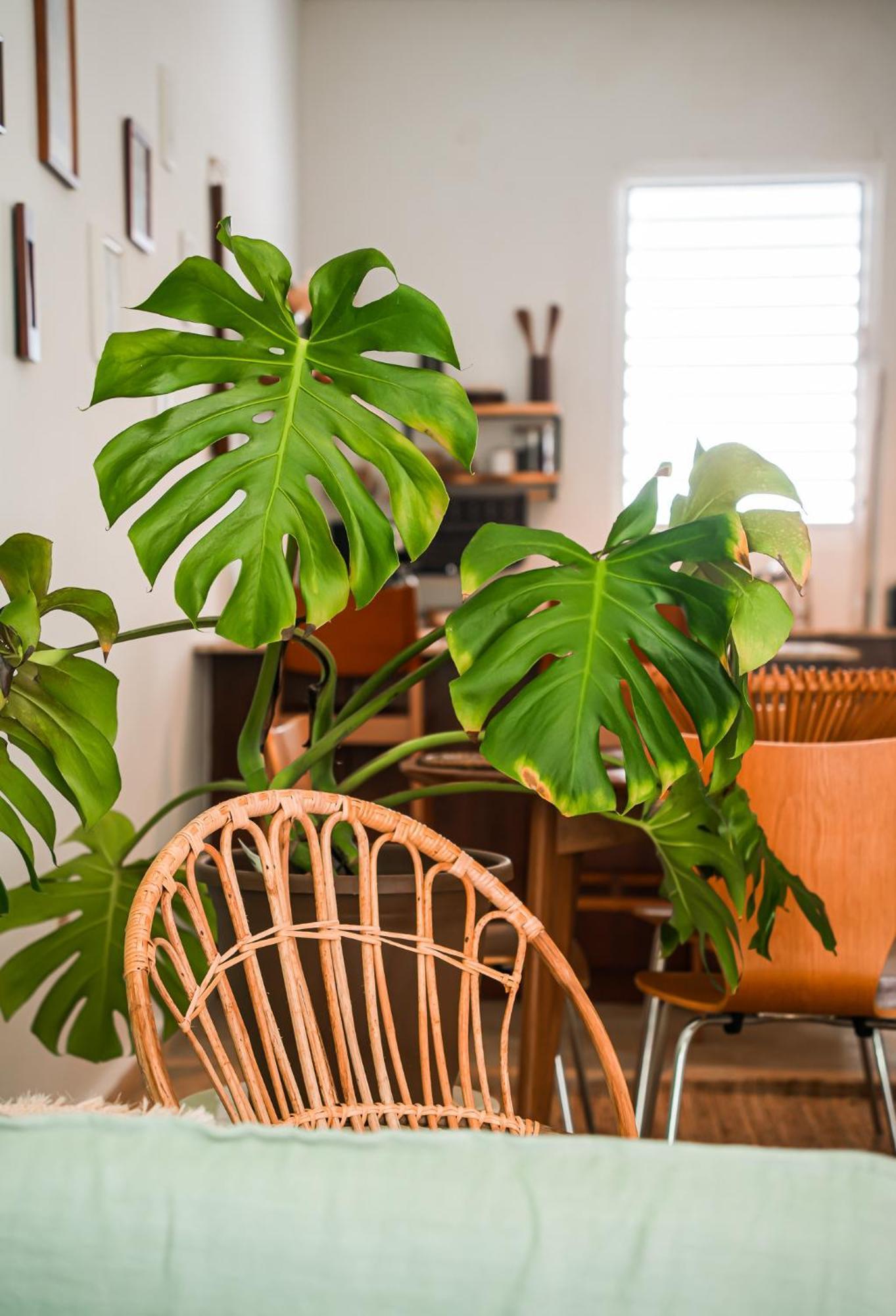 Apartment Boho Oasis By The San Juan