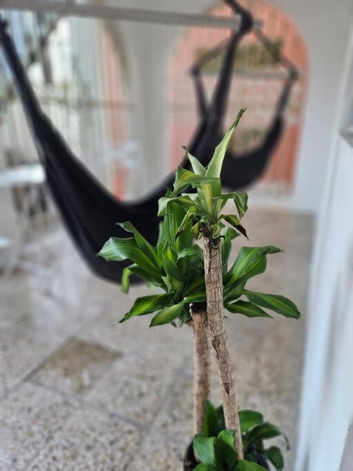 Tropical #6 *