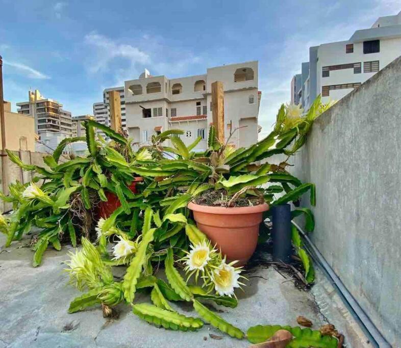 Fresh Tropical Colonial Style Walk-up- Rooftop Terrace- View San Juan