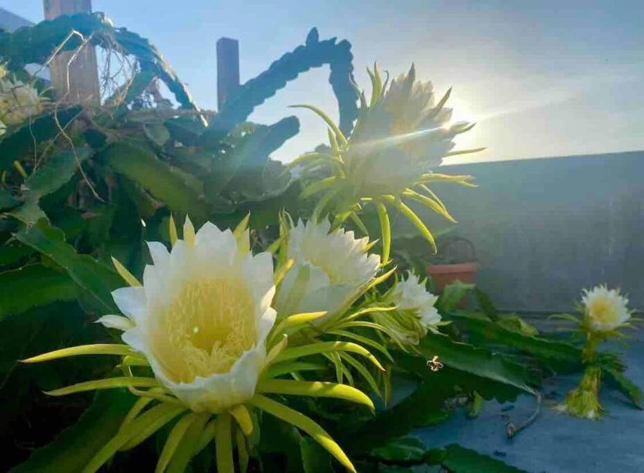 Fresh Tropical Colonial Style Walk-up- Rooftop Terrace- View