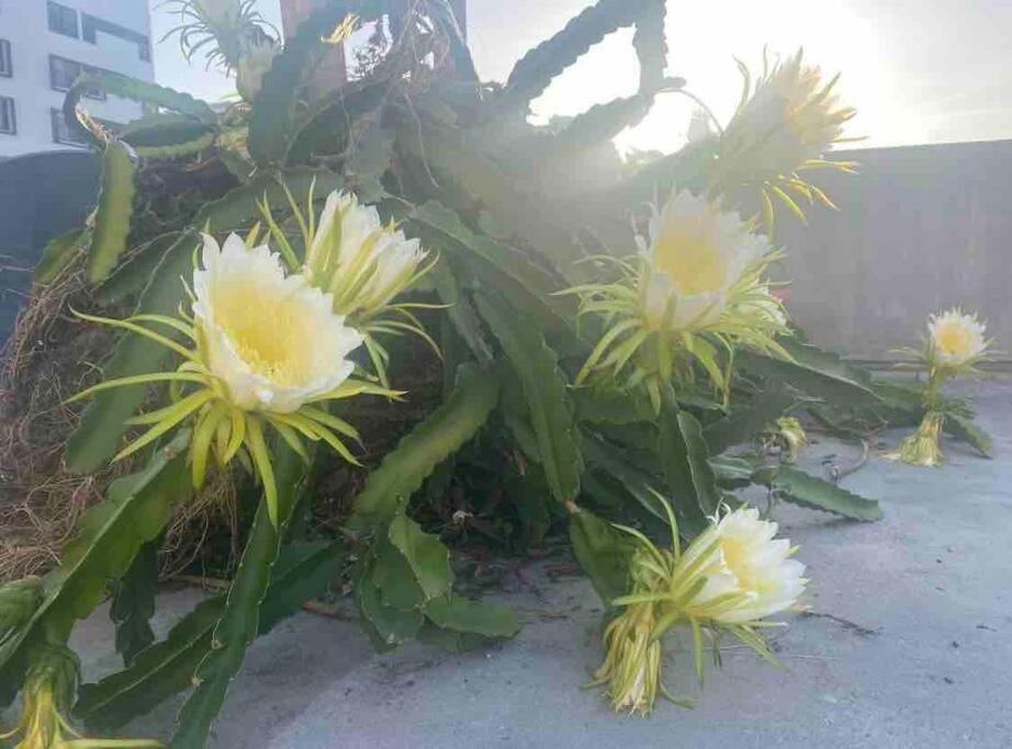 Fresh Tropical Colonial Style Walk-up- Rooftop Terrace- View *