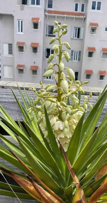 Fresh Tropical Colonial Style Walk-up- Rooftop Terrace- View * San Juan